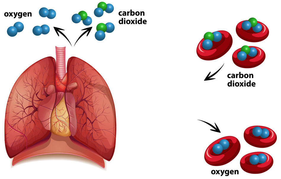 human-gas-exchange