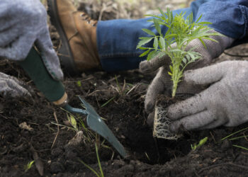 ค่า pH ของดินคืออะไร? ทำความเข้าใจบทบาทต่อสุขภาพของพืช