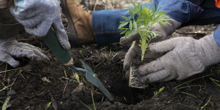 ค่า pH ของดินคืออะไร? ทำความเข้าใจบทบาทต่อสุขภาพของพืช